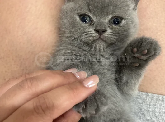 2 Aylık British Shorthair Kedim İçin Yuva Arıyorum görsel