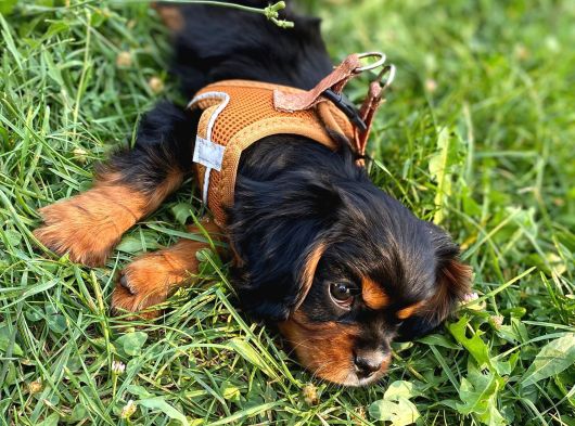 3 Aylık Özel Renk Cavalier King Charles Yavrumuz görsel