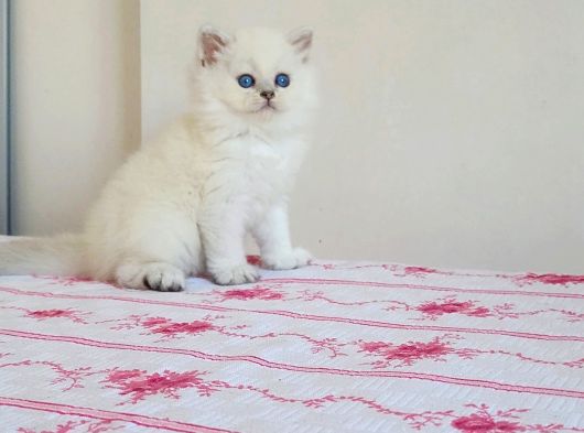 Okyanus Gözlü Bebek Surat Bri̇ti̇sh Longhai̇r Safkan Yavrum görsel