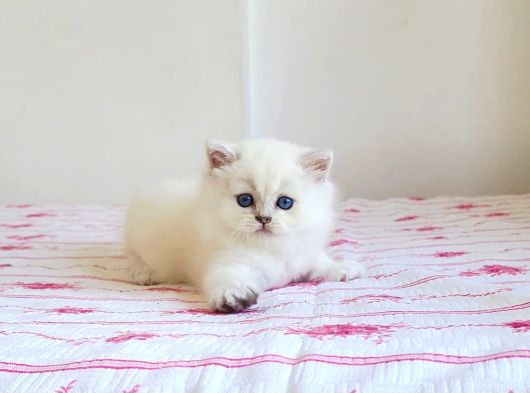 Okyanus Gözlü Bebek Surat Bri̇ti̇sh Longhai̇r Safkan Yavrum görsel