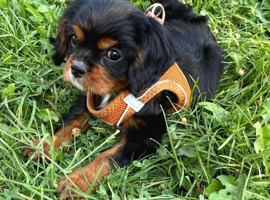 3 Aylık Özel Renk Cavalier King Charles Yavrumuz