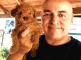 Toy Poodle Yavrularımız Ruhsatlı Çiftliğimizden
