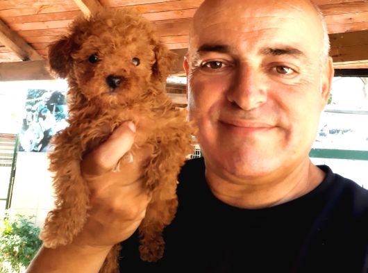 Toy Poodle Yavrularımız Ruhsatlı Çiftliğimizden görsel