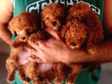 Toy poodle yavrularımız ruhsatlı çiftliğimizden