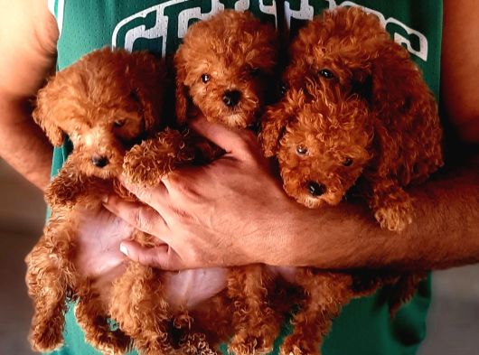 Toy Poodle Yavrularımız Ruhsatlı Çiftliğimizden