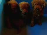 Toy Poodle Yavrularımız Ruhsatlı Çiftliğimizden