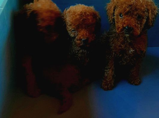 Toy Poodle Yavrularımız Ruhsatlı Çiftliğimizden görsel