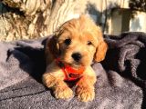 Sevimli Maltipoo Bebek  Sevgi Dolu Yuva Arıyor