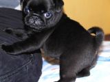 Kapkara Pug Bebekler