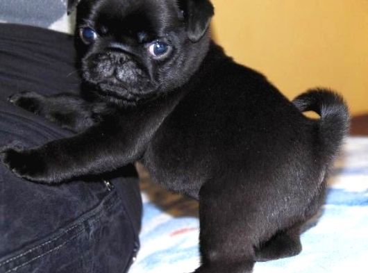 Kapkara Pug Bebekler görsel