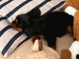 3 Aylık Özel Renk Cavalier King Charles Yavrumuz