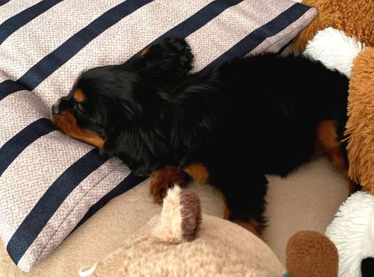 3 Aylık Özel Renk Cavalier King Charles Yavrumuz görsel