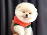 Pomeranian Yavrularımız Yeni Yuvasını Bekliyor