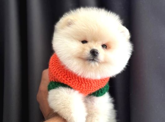 Pomeranian Yavrularımız Yeni Yuvasını Bekliyor görsel