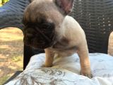 Aileden French Bulldog Bebekler