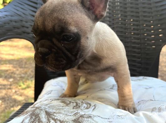 Aileden French Bulldog Bebekler görsel