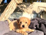 Sevimli Maltipoo Bebek  Sevgi Dolu Yuva Arıyor