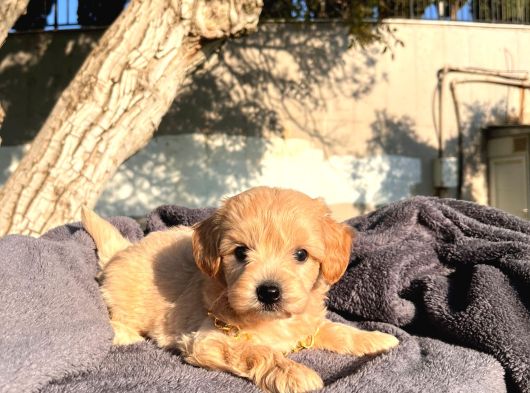 Sevimli Maltipoo Bebek  Sevgi Dolu Yuva Arıyor