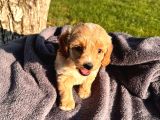 Sevimli Maltipoo Bebek  Sevgi Dolu Yuva Arıyor