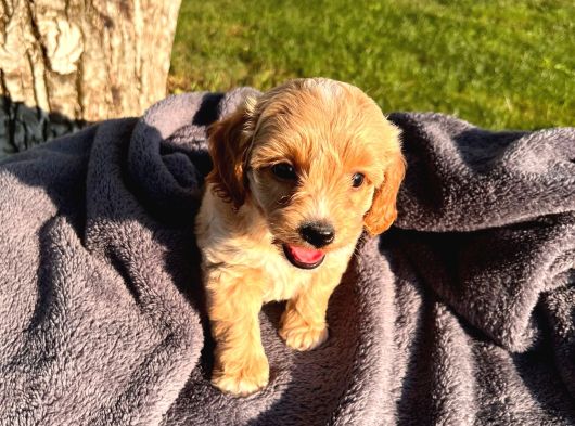 Sevimli Maltipoo Bebek  Sevgi Dolu Yuva Arıyor görsel