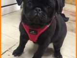 KAPKARA PUG BEBEKLER