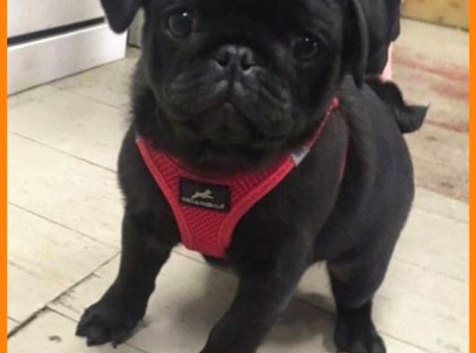 Kapkara Pug Bebekler
