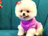 A kalite pomeranian yavrularımız