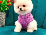 A Kalite Pomeranian Yavrularımız