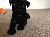 Kapkara Pug Bebekler