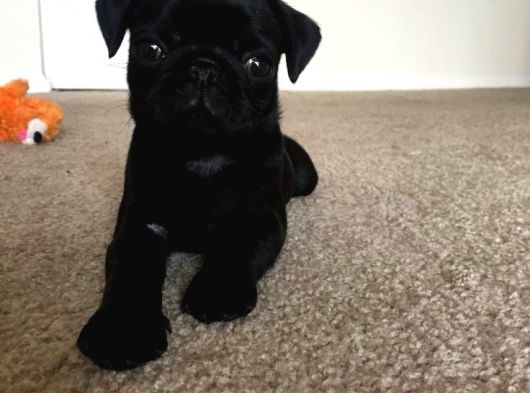 Kapkara Pug Bebekler görsel