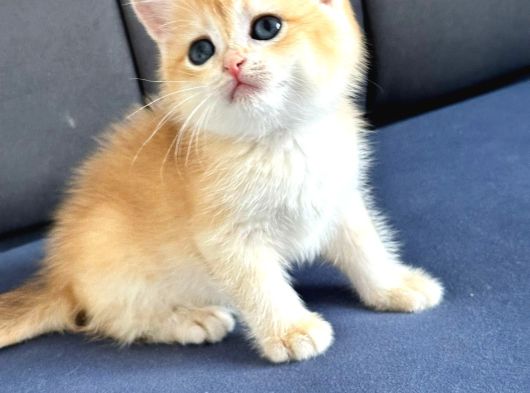 A Kalite Bri̇ti̇sh Shorthai̇r Golden  Yavrular görsel