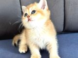 A kalite BRİTİSH SHORTHAİR GOLDEN  yavrular