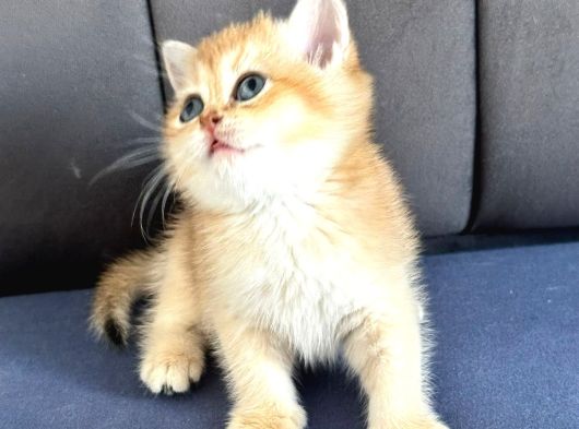 A Kalite Bri̇ti̇sh Shorthai̇r Golden  Yavrular