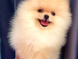 Pomeranain a kalite