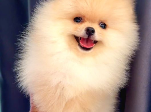 Pomeranain A Kalite
