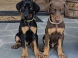 Dişi Erkek A Kalite Doberman Yavrularımız