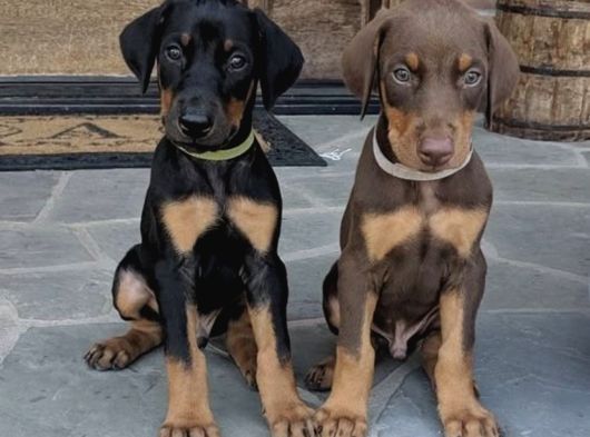 Dişi Erkek A Kalite Doberman Yavrularımız görsel