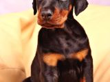 Dişi Erkek A Kalite Doberman Yavrularımız