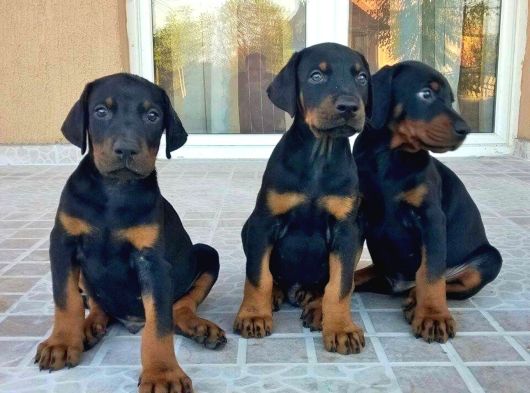 Dişi erkek a kalite doberman yavrularımız
