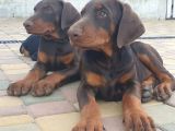 Dişi Erkek A Kalite Doberman Yavrularımız