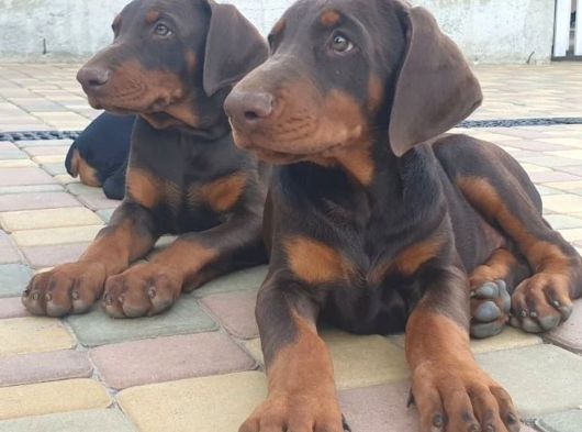 Dişi Erkek A Kalite Doberman Yavrularımız görsel