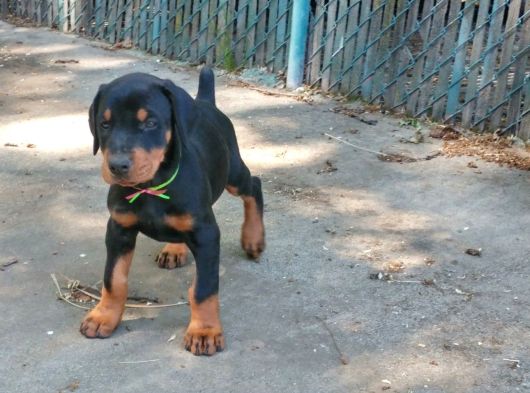 Dişi Erkek A Kalite Doberman Yavrularımız görsel