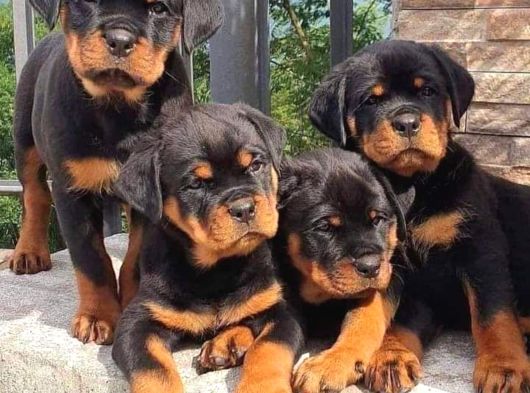 A kalite dişi erkek rottweiler yavrular
