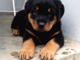 A Kalite Dişi Erkek Rottweiler Yavrular