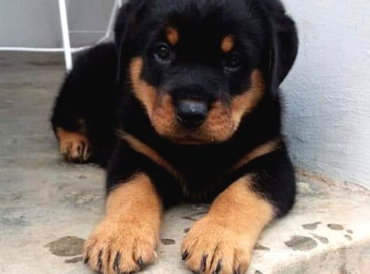 A Kalite Dişi Erkek Rottweiler Yavrular görsel