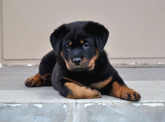 A Kalite Dişi Erkek Rottweiler Yavrular görsel