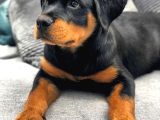 A Kalite Dişi Erkek Rottweiler Yavrular
