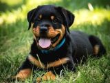 A Kalite Dişi Erkek Rottweiler Yavrular