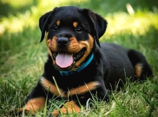 A Kalite Dişi Erkek Rottweiler Yavrular görsel