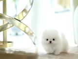 Pomerani̇an Boo Yavrular Sağlik Garanti̇li̇